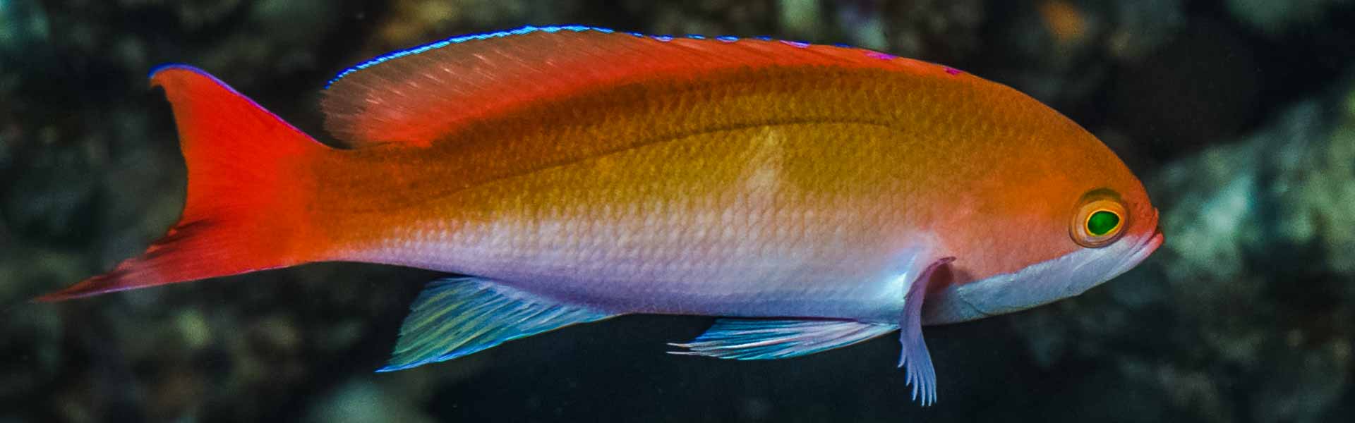 The Redstripe Anthias